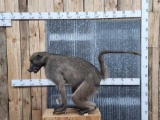 African Chacma Baboon Full Body Taxidermy Mount