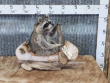 Raccoon In A Birch Bark Canoe Taxidermy