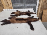 2 Wolverine Tanned Furs Taxidermy