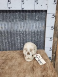 Authentic Human Skull