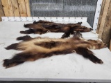 2 Big Wolverine Tanned Furs Taxidermy