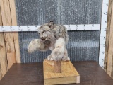 Alaskan Lynx Full Body Taxidermy Mount