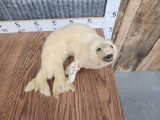 Super Rare Vintage Harp Seal Full Body Taxidermy Mount