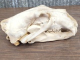 Polar Bear Skull Taxidermy