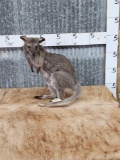Baby Kangaroo Full Body Taxidermy Mount