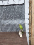 Rose Ringed Ringneck Parakeet Full Body Bird Taxidermy