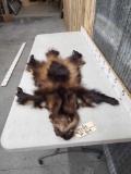 Wolverine Tanned Fur Taxidermy