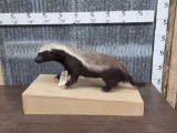 African Honey Badger Full Body Taxidermy Mount