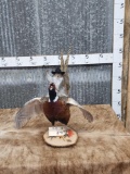 Rodeo Squirrel Riding A Pheasant Full Body Taxidermy Mount