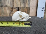 Crab Eating Macaque Monkey Skull Taxidermy