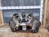 3 Raccoons Playing Poker Taxidermy