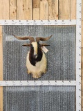 Spanish Goat Shoulder Mount Taxidermy