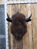 American Bison Buffalo Shoulder Mount Taxidermy