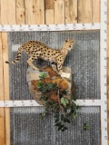 African Serval Cat Full Body Taxidermy Mount