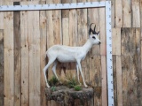 African White Springbok Full Body Taxidermy Mount