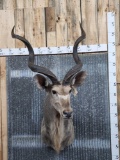 African Kudu Shoulder Mount Taxidermy