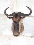 African White Bearded Gnu Shoulder Mount Taxidermy