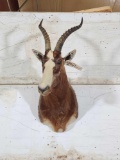 African Blesbok Shoulder Mount Taxidermy