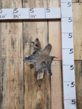 Flying Squirrel Full Body Taxidermy Mount