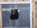 Black Bear Shoulder Mount Taxidermy