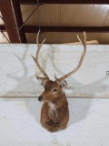 Sika Deer Shoulder Mount Taxidermy