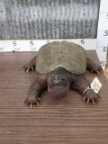 Snapping Turtle Full Body Taxidermy Mount