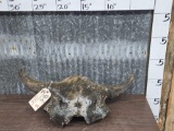 Fossilized Ancient American Bison Buffalo Skull