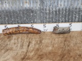 2 Sections Of Woolly Mammoth Tusk Bark Fossils