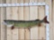 Big Muskie Pike Real Skin Fish Taxidermy