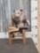 Opossum In A Chair Taxidermy