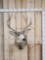 4x4 Mule Deer Shoulder Mount Taxidermy