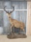 Red Stag Full Body Taxidermy Mount