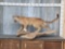 Juvenile Mountain Lion Cougar Full Body Taxidermy Mount