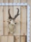 Vintage Pronghorn Antelope Shoulder Mount Taxidermy