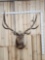 6x6 Elk Shoulder Mount Taxidermy