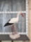 White Stork Full Body Bird Taxidermy