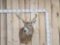 5x5 Whitetail Shoulder Mount Taxidermy