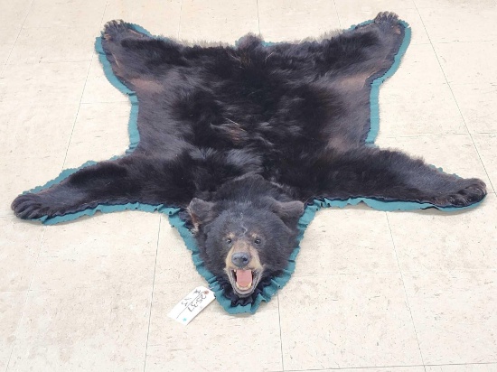 Black Bear Rug Taxidermy