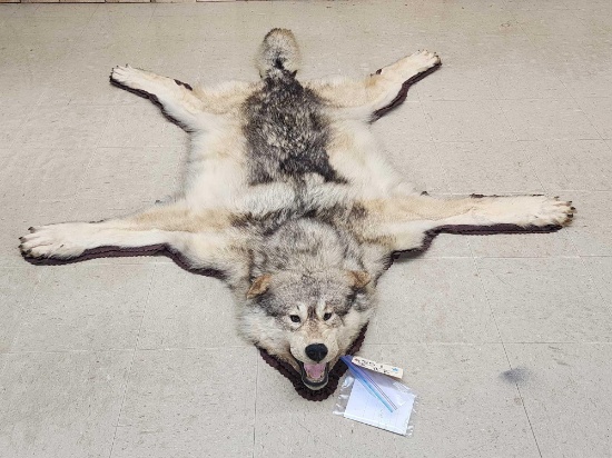 Vintage Alaskan Wolf Rug Taxidermy