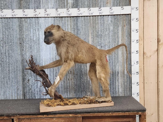 African Baboon Full Body Taxidermy Mount