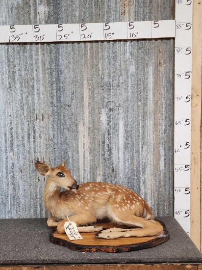 Whitetail Fawn Full Body Taxidermy Mount