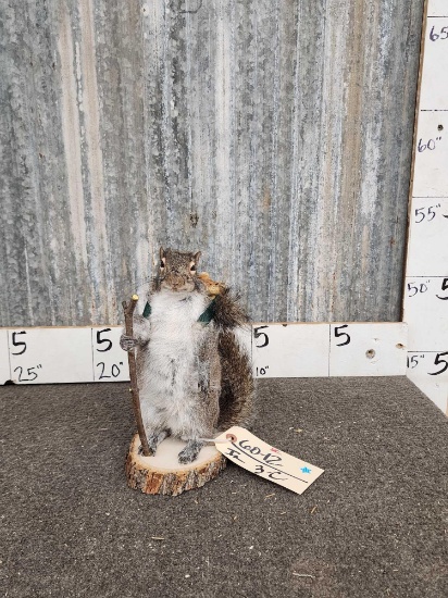 Backpacking Squirrel Taxidermy