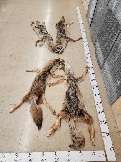 4 Soft Tanned Coyote Furs Taxidermy