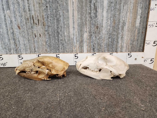 2 Black Bear Skulls Taxidermy