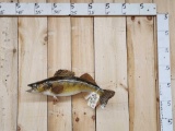 walleye Real Skin Fish Taxidermy