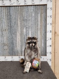 Raccoon Eating Peanut Butter Taxidermy