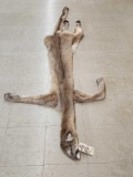 Tanned Mountain Lion Skin Taxidermy