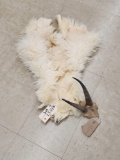 Mountain Goat Horns & Cape For Shoulder Mount Taxidermy