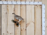 Sharp Tail Grouse Full Body Bird Taxidermy