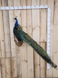 Beautiful Peacock Full Body Bird Taxidermy